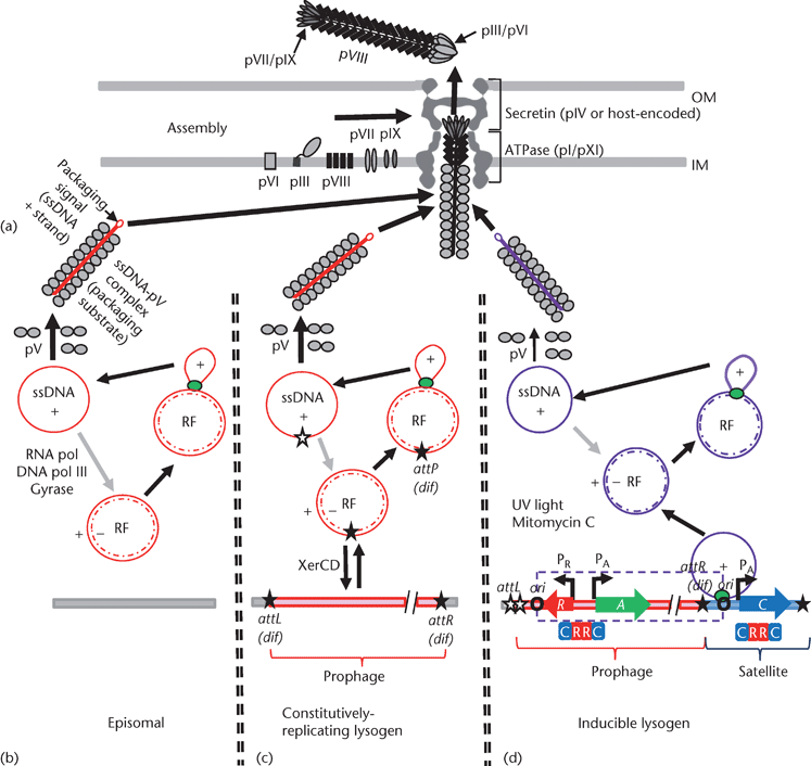 Ctx Phage