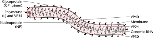Filovirus Structure