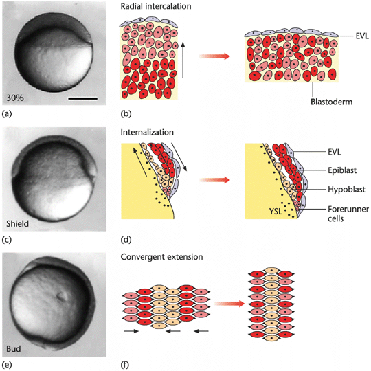 Embryonic Cleavage