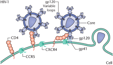 Virus Envelope