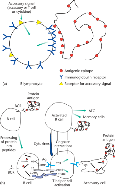 T Independent Antigens