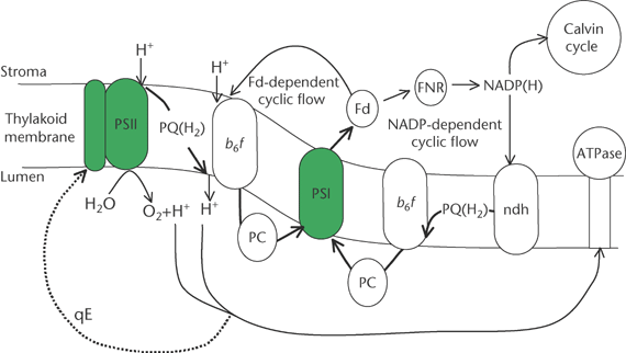 cyclic electron pathway