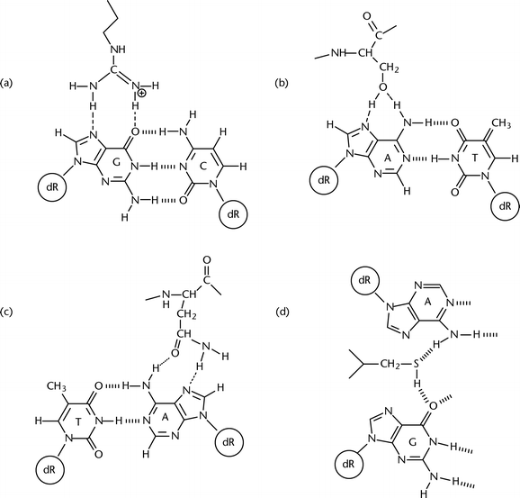 Adenine In Dna