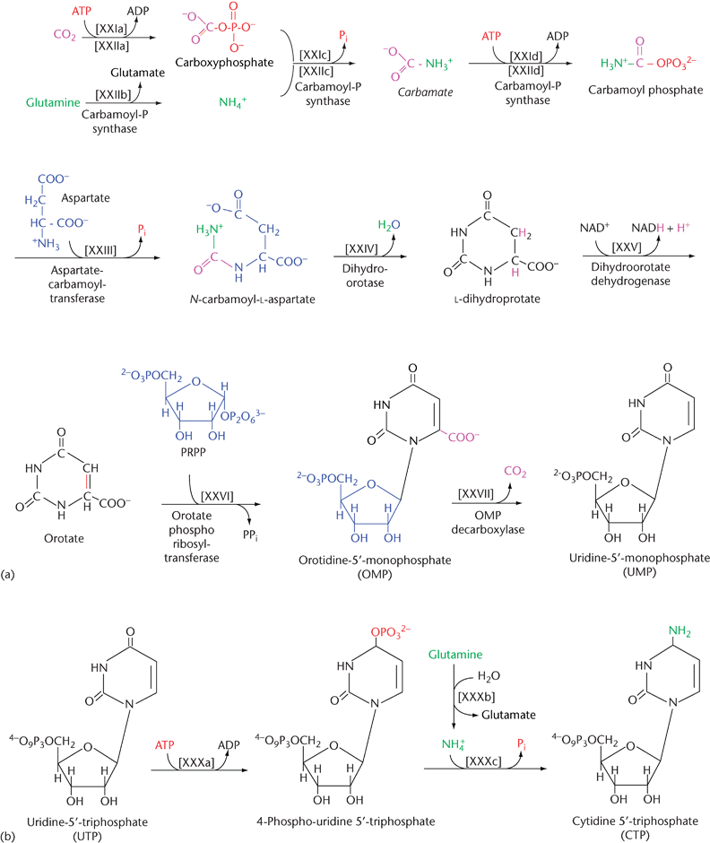 nucleotide synthesis