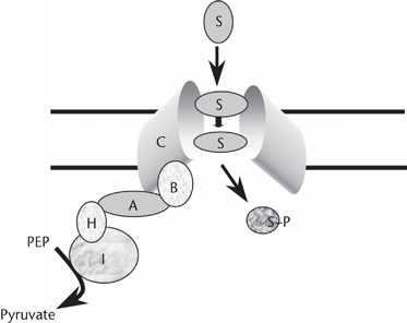 Pep Group Translocation