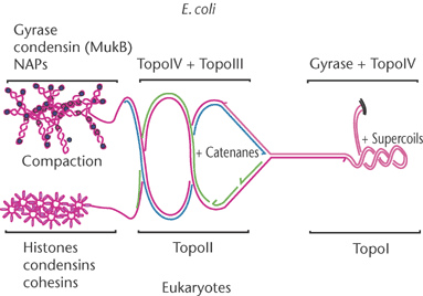 Catenanes Dna