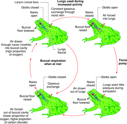 Amphibian Respiration