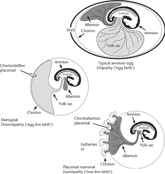 Eutheria Placental Mammals