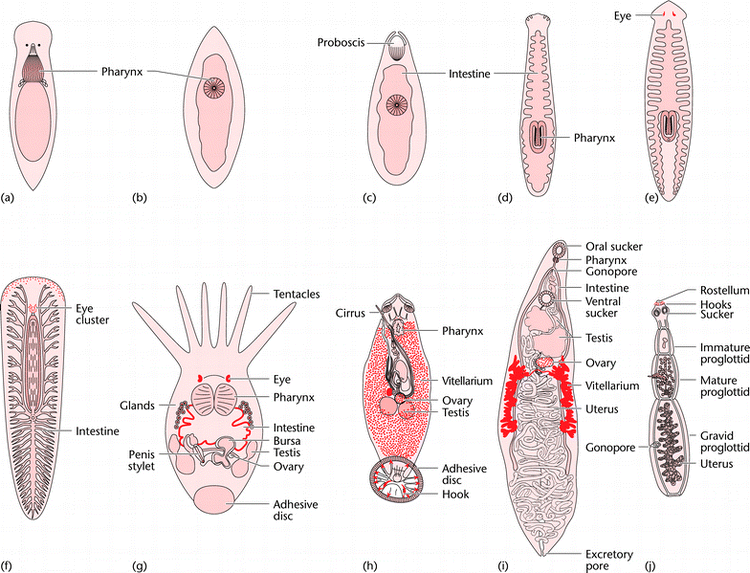 platyhelminthes examples