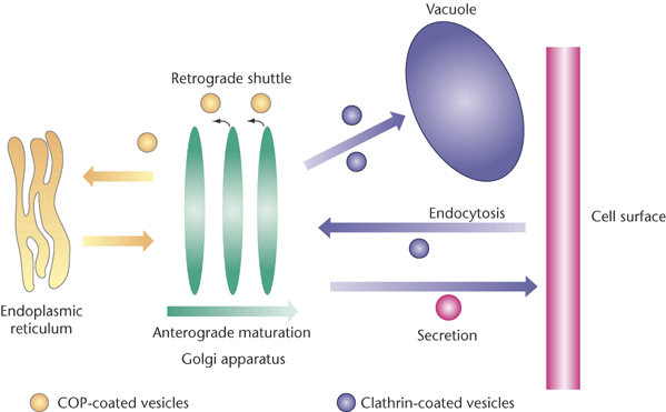 Cisternal Maturation