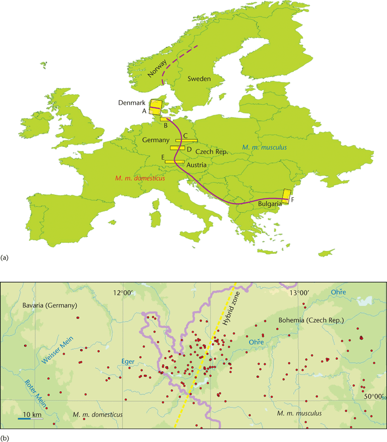 Hybrid Zone