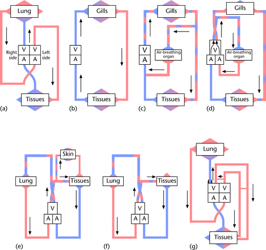 Pattern Of Circulation