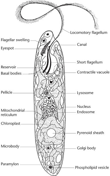 Diagram Of Euglena