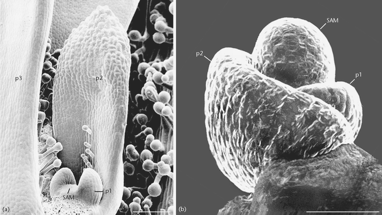 monocot shoot