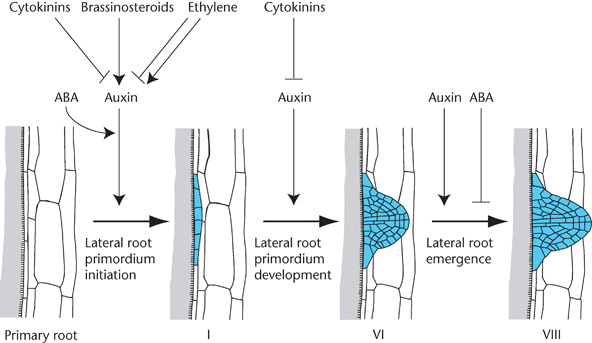 Lateral Root Primordia