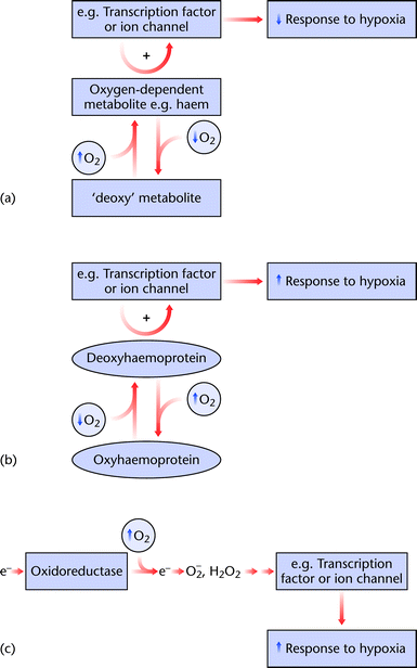 Haemoglobin And Oxygen