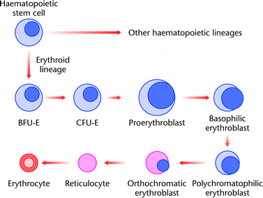 globin synthesis