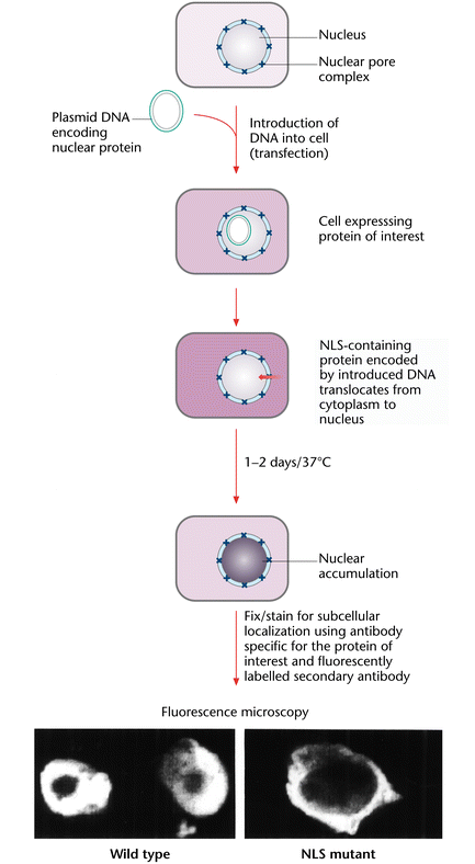 Liposome Mediated Transfection