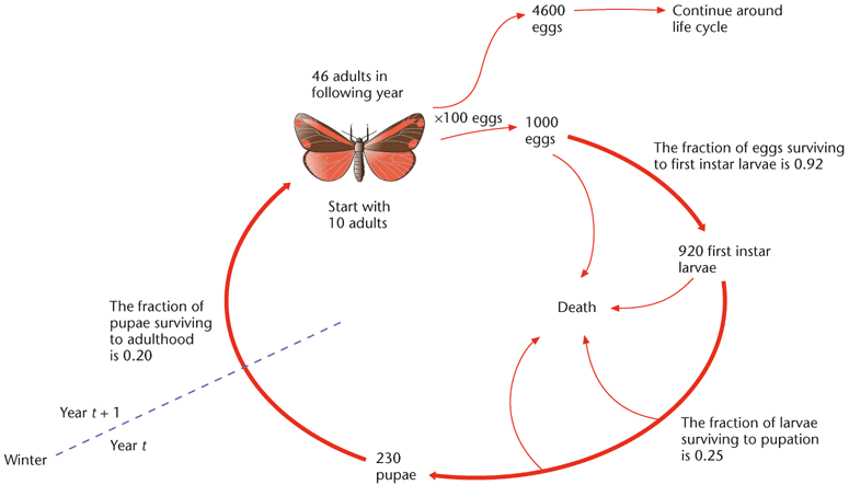 population dynamics