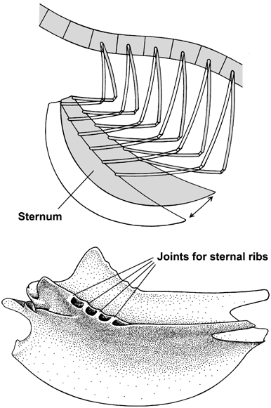 sternal ribs