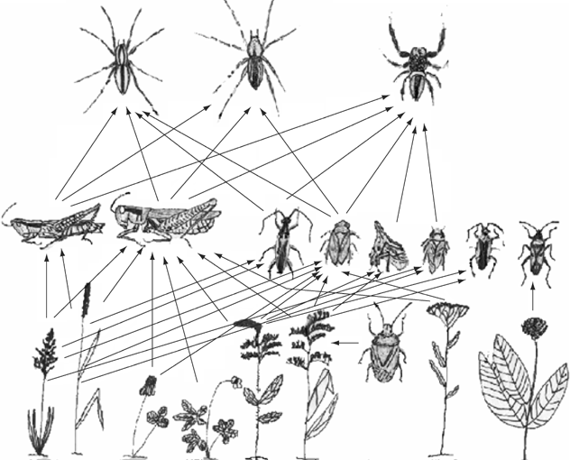 Example food web diagram for a Example food web diagram for a