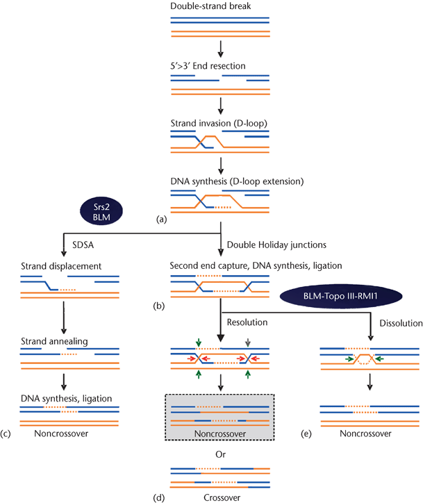 gene conversion