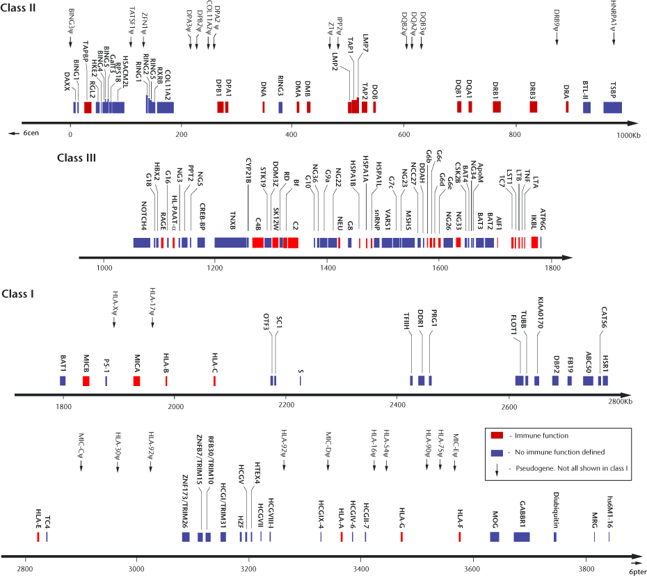 human gene map