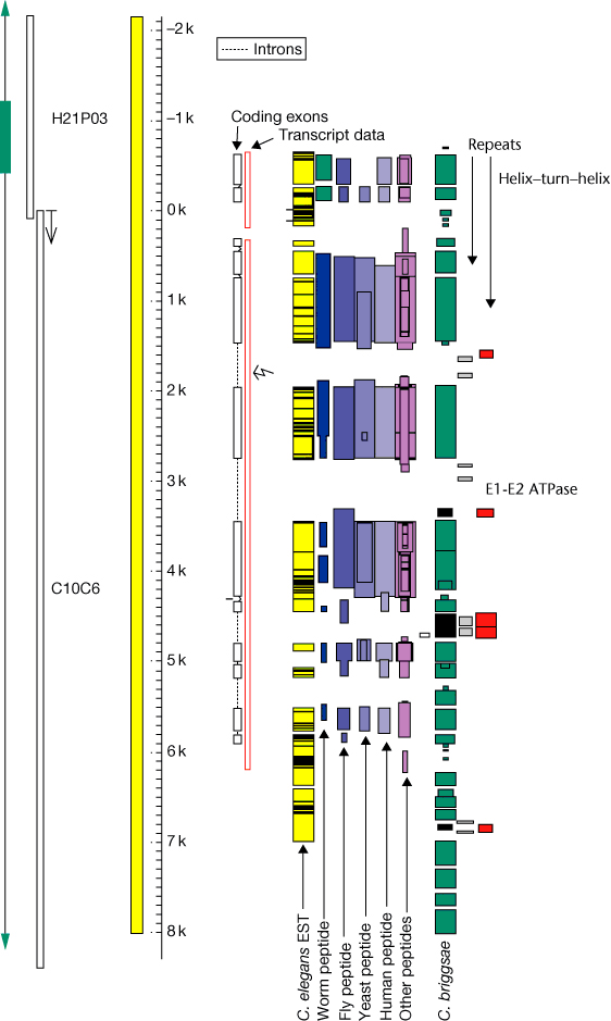 C Elegans Genome