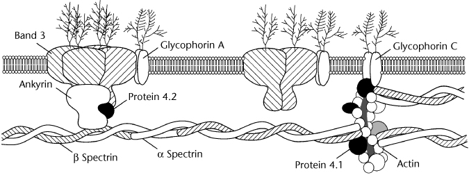 Rbc Membrane Proteins