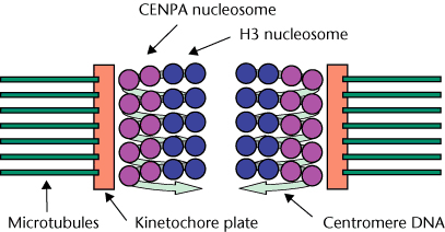 nucleosome solenoid model