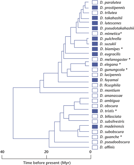 human lineage