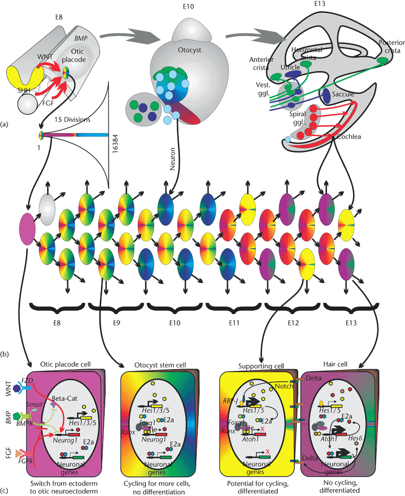 ear development