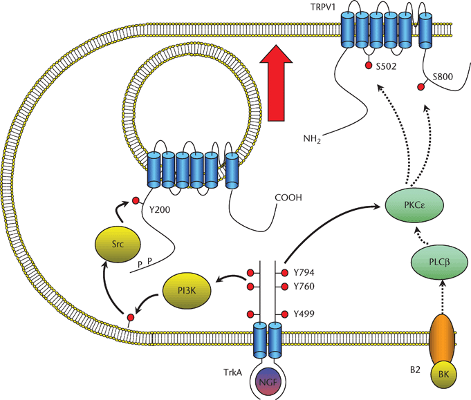 Trpv1 Receptor