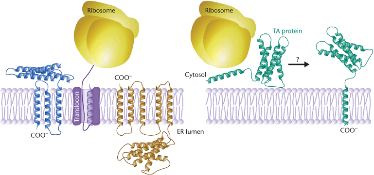 Lipid Anchored Protein