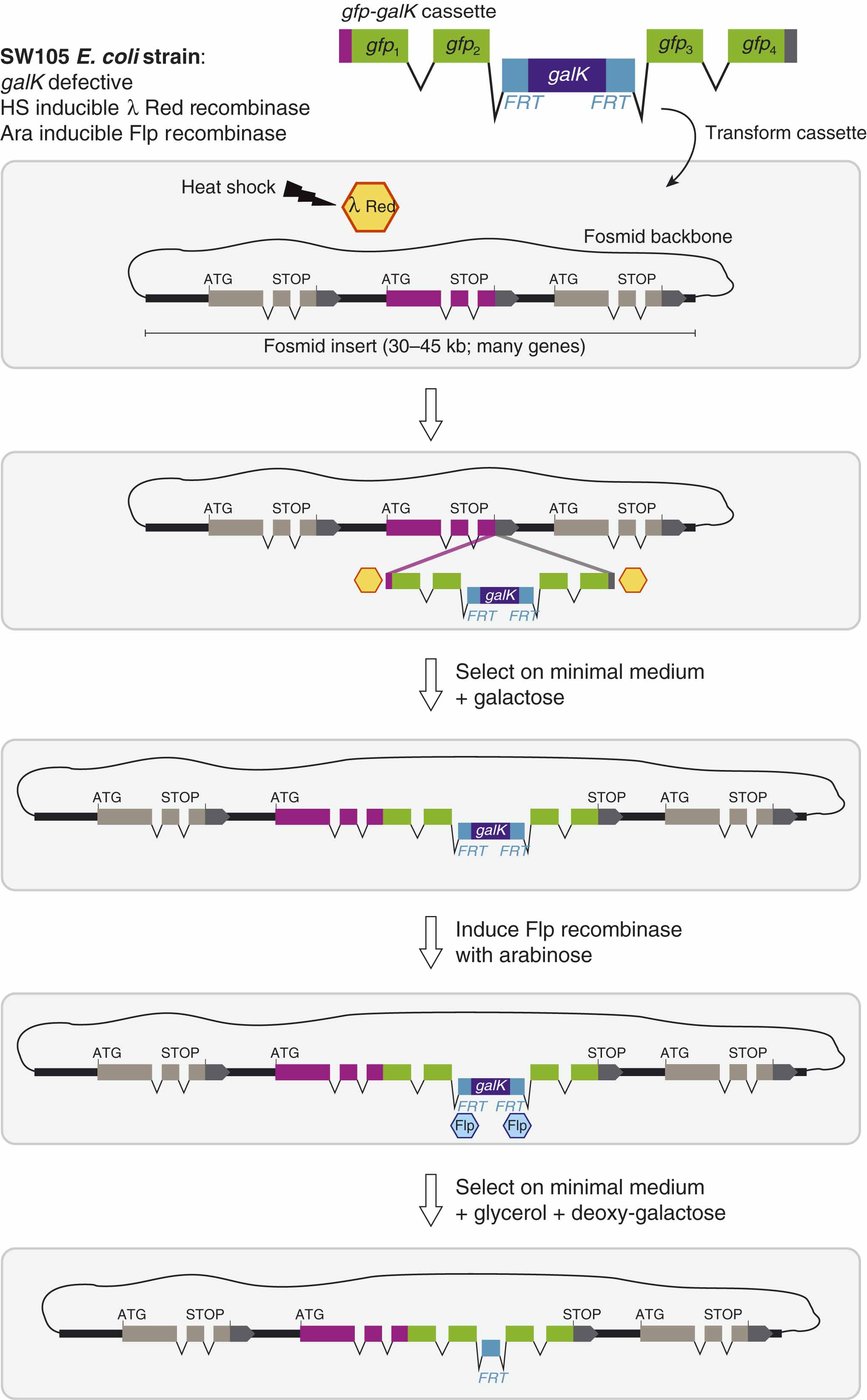 C Elegans Germline