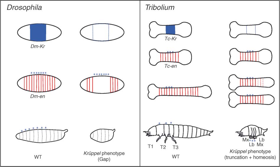 Drosophila Hunchback