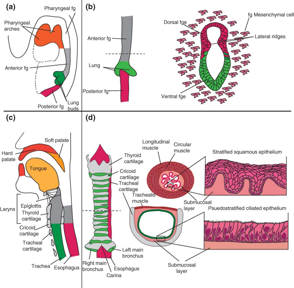 trachea oesophagus