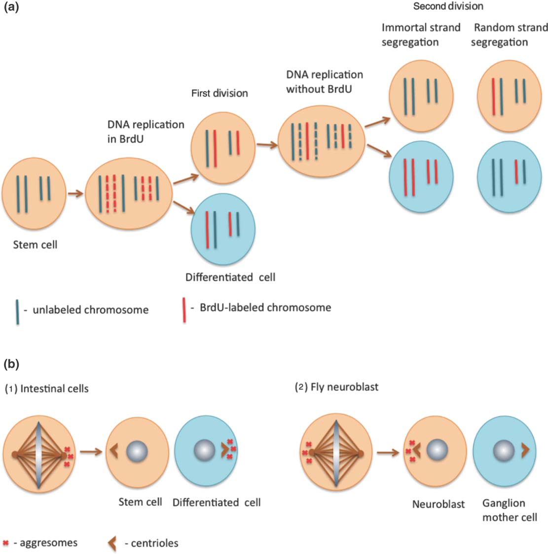 Chromosomes Mitosis