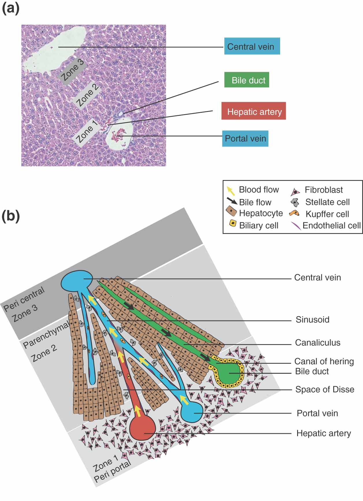 Septum Transversum