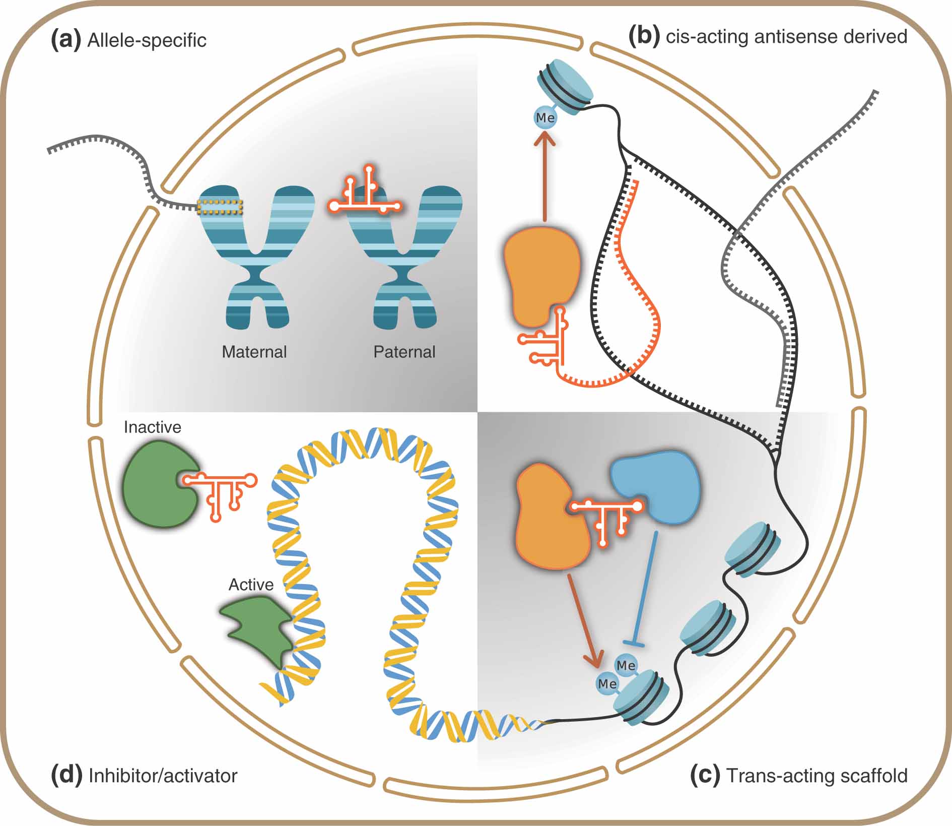 Long Noncoding Rna