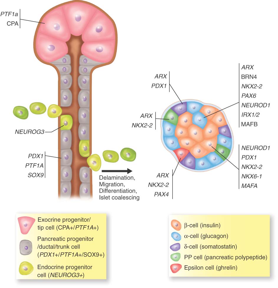 Islet Cells