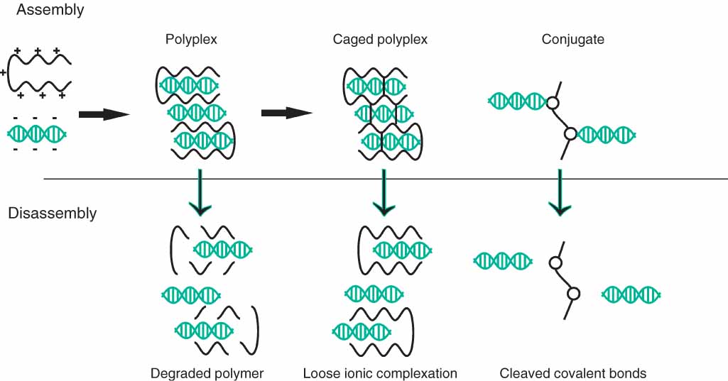 Positively charged polymers complex therapeutic nucleic acids by 