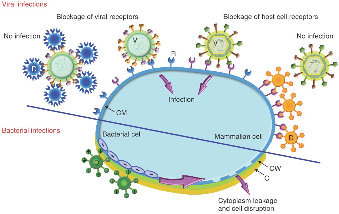 Virus Envelope