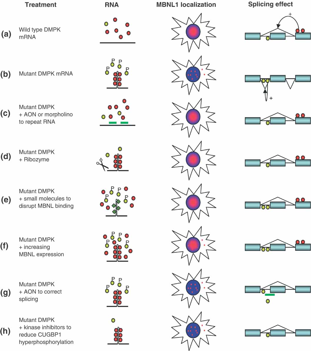 triplet repeat expansion