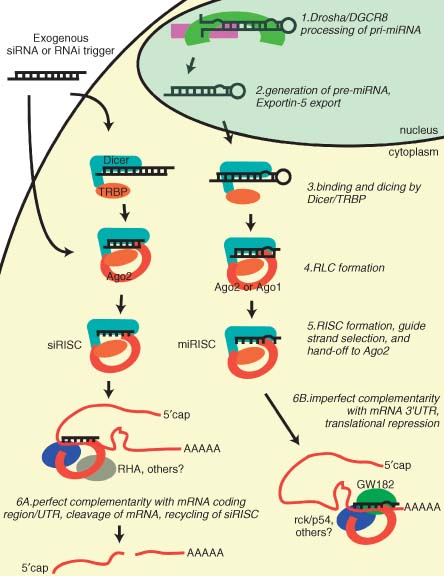 Rnai Sirna