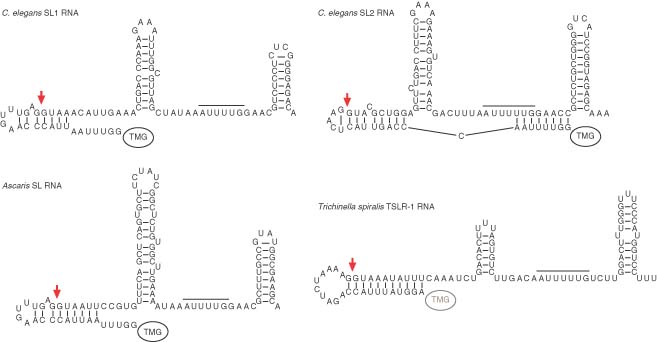 classes of rna