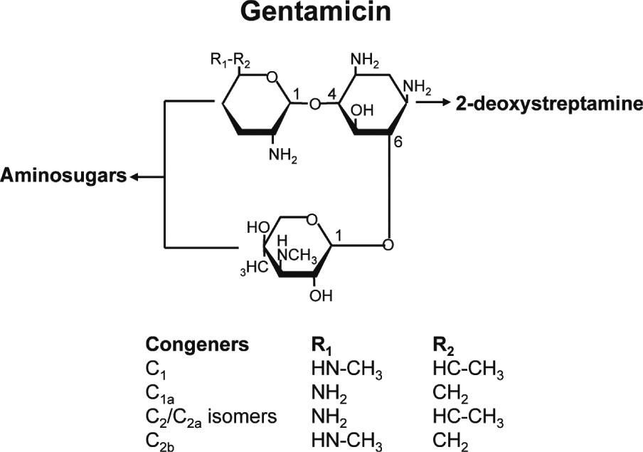 Gentamicin Structure