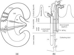 Kidney modeling and systems physiology - WIREs Systems Biology and ... Kidney modeling and systems physiology - WIREs Systems Biology and ...