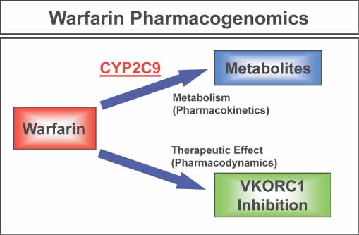 Warfarin pharmacogenomics Warfarin pharmacogenomics