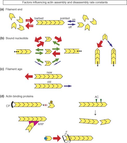 actin nucleation